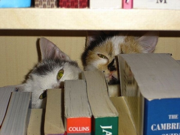 gatos-esconde-esconde-25