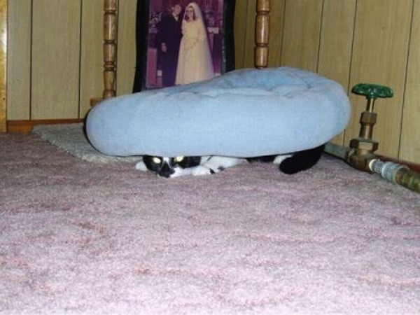 gatos-esconde-esconde-8