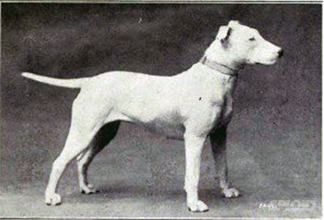 raça-cão-1
