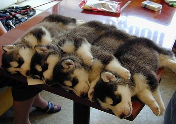 Cuddling-Huskies