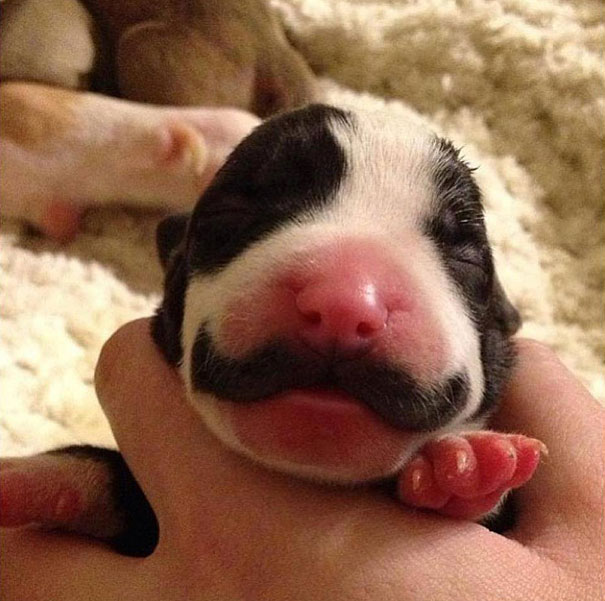 animals-with-mustache-16