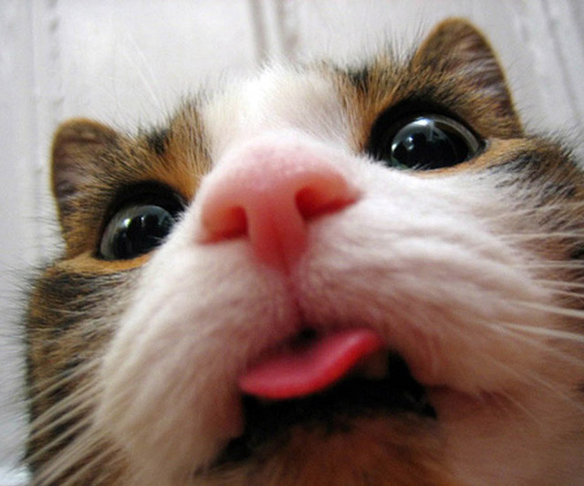 gatos-selfies-1