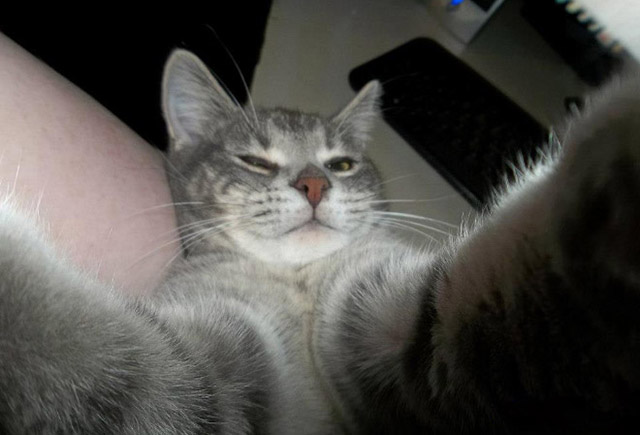 gatos-selfies-10