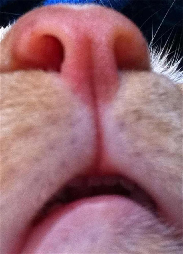 gatos-selfies-17