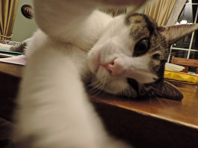 gatos-selfies-18