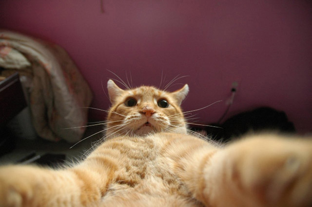 gatos-selfies-2