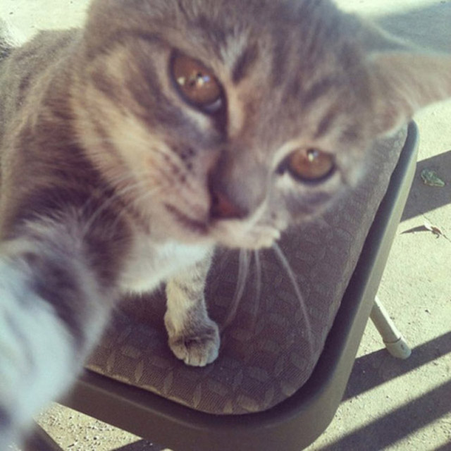 gatos-selfies-3