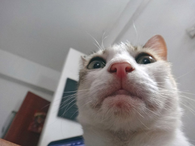 gatos-selfies-5