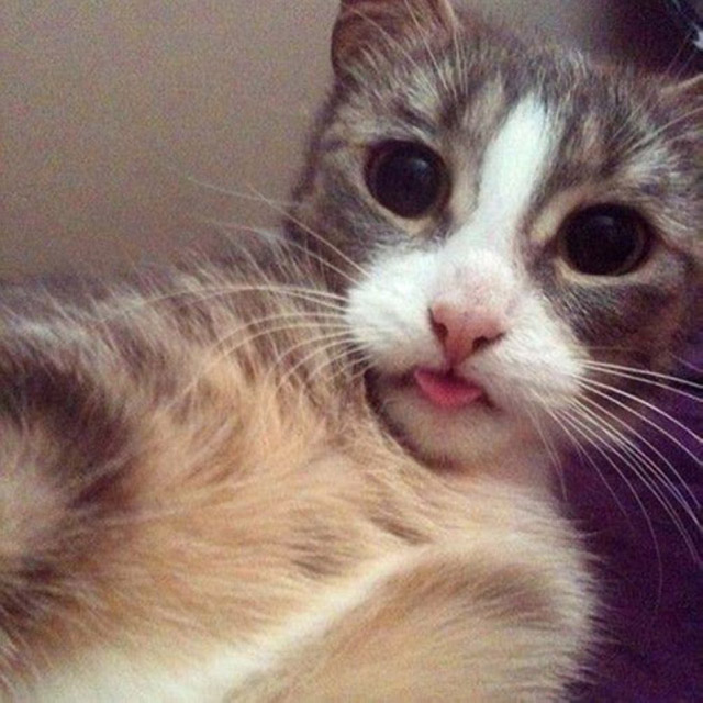 gatos-selfies-6