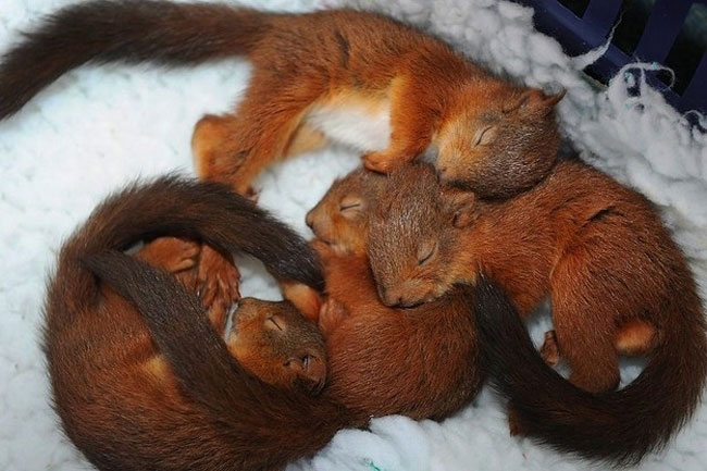 loving-animals-using-each-other-as-pillows-my-heart-has-melted-completely-10