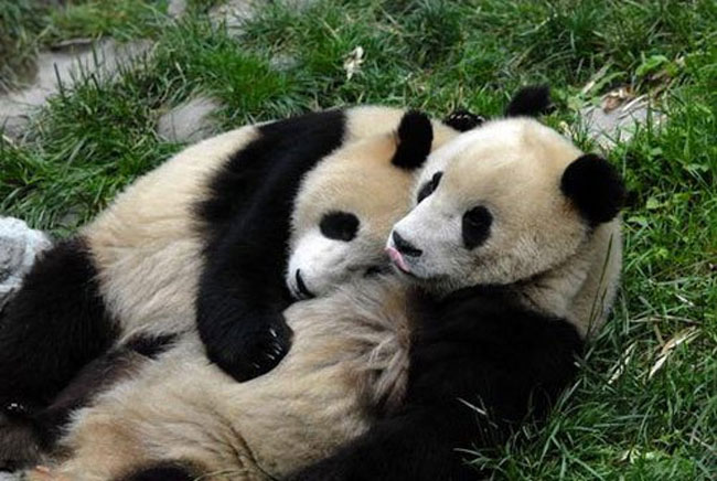 loving-animals-using-each-other-as-pillows-my-heart-has-melted-completely-14