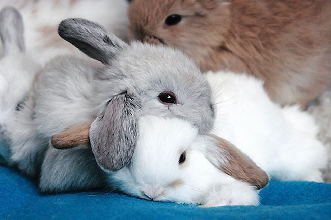 loving-animals-using-each-other-as-pillows-my-heart-has-melted-completely-18