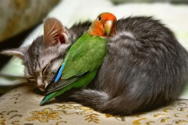 loving-animals-using-each-other-as-pillows-my-heart-has-melted-completely-19