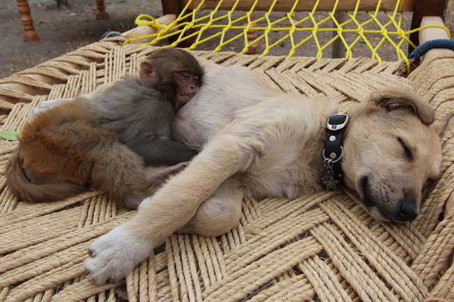 loving-animals-using-each-other-as-pillows-my-heart-has-melted-completely-24