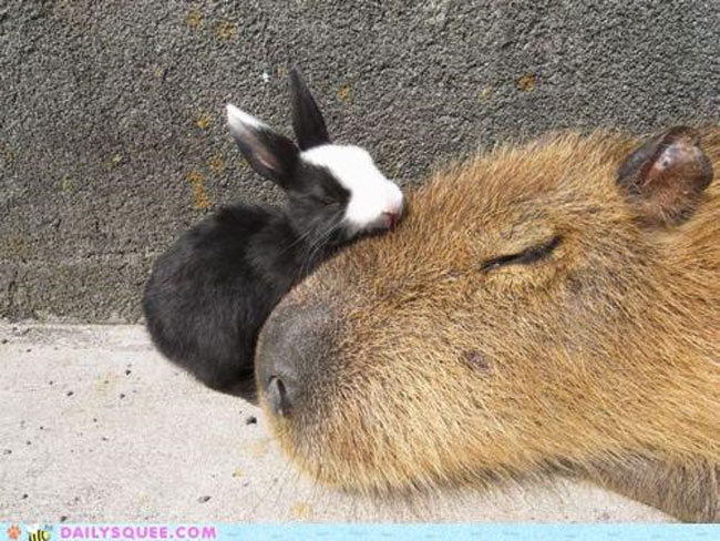 loving-animals-using-each-other-as-pillows-my-heart-has-melted-completely-8