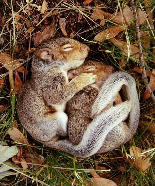 sleeping_baby_squirrels