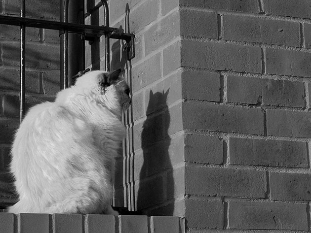 gatos-encarando-parede-10