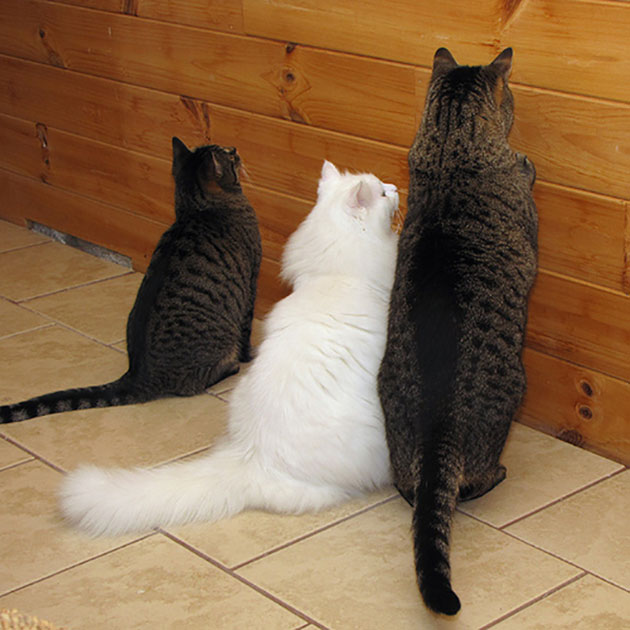 gatos-encarando-parede-3