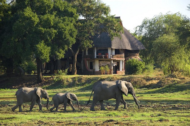 Luangwa Zambia.jpg01