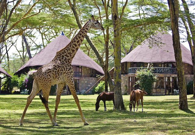 Naivasha sopa lodge - Kenya