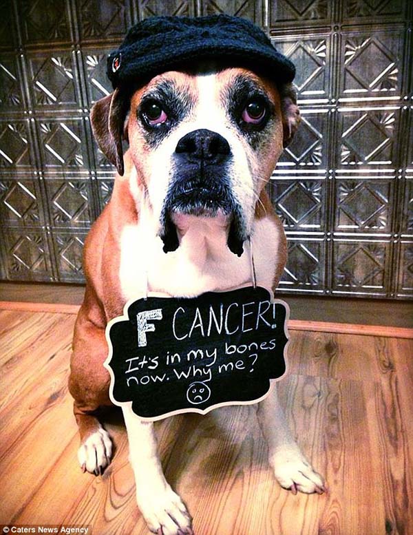 boxer-cancer-8
