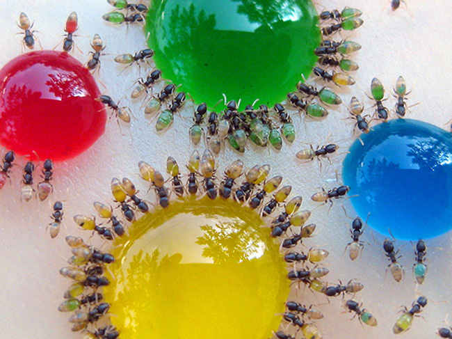 formigas-coloridas-1