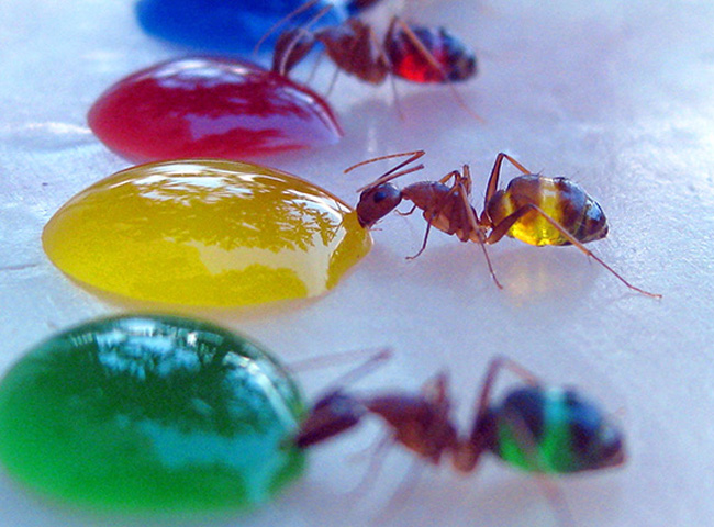 formigas-coloridas-2
