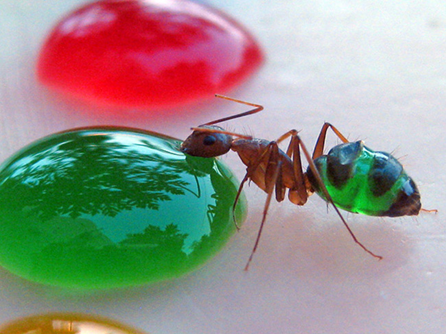 formigas-coloridas-3