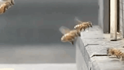 slow-motion-bees