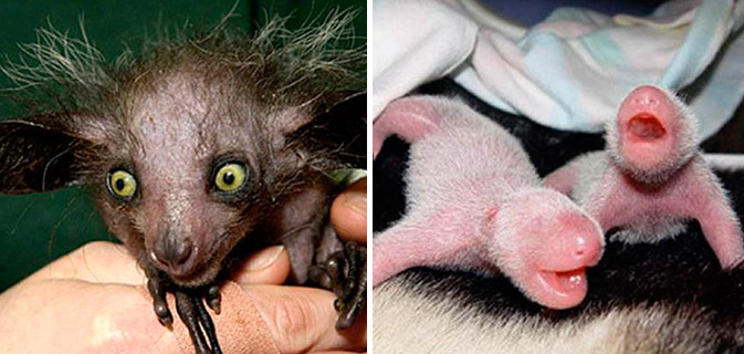 Confira os animais mais feios do mundo; um deles vai te surpreender