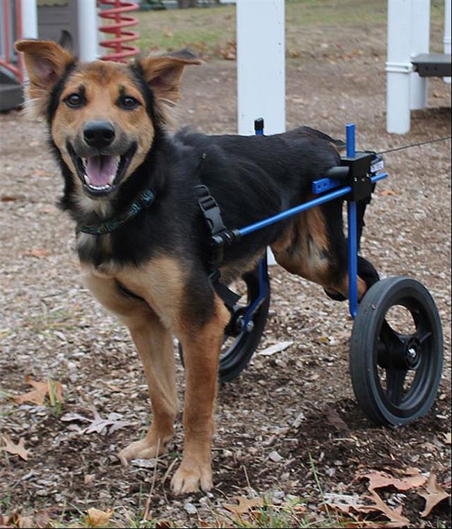 paralyzed-dog-puppy-rescue-thailand-canada-leo-10