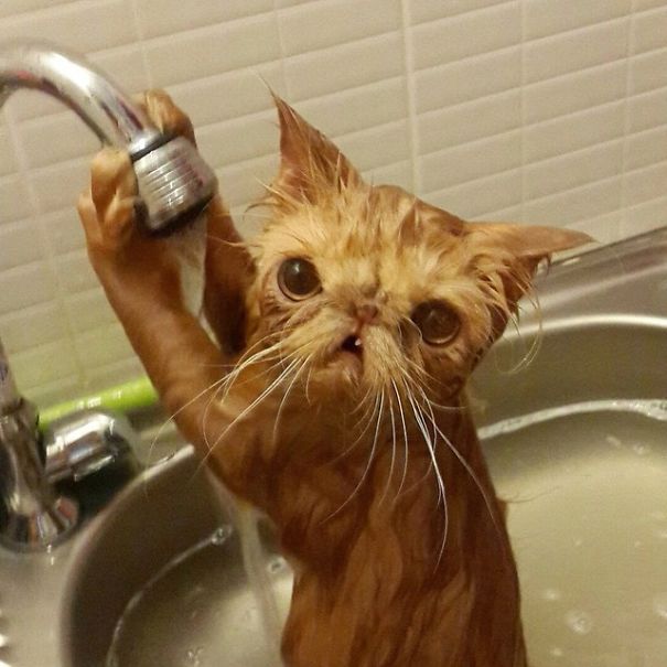 gato-ama-banho-1