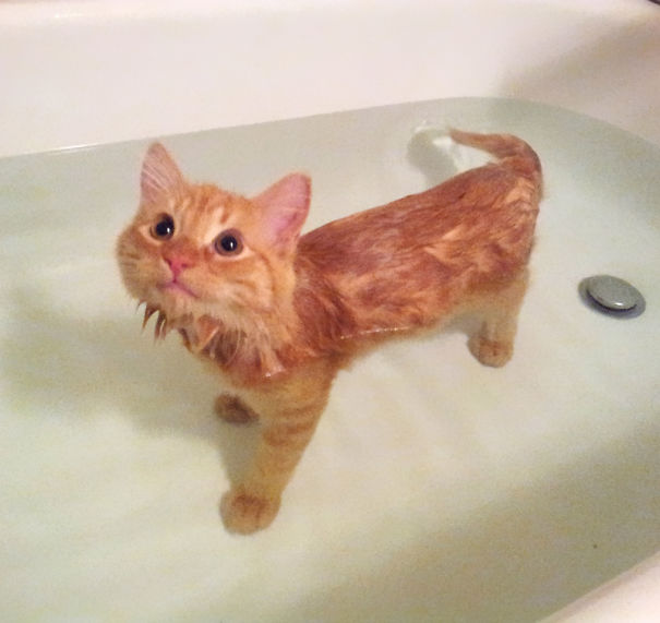 gato-ama-banho-4
