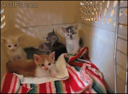 gatos-dominam-internet-23