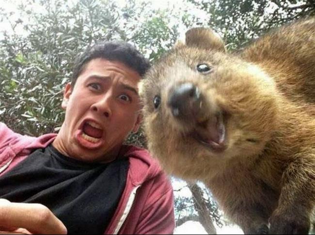 selfie-com-animais-9