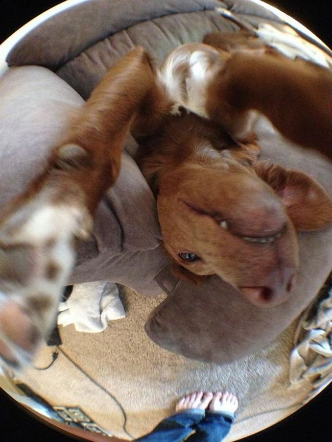 cachorros-selfie-1