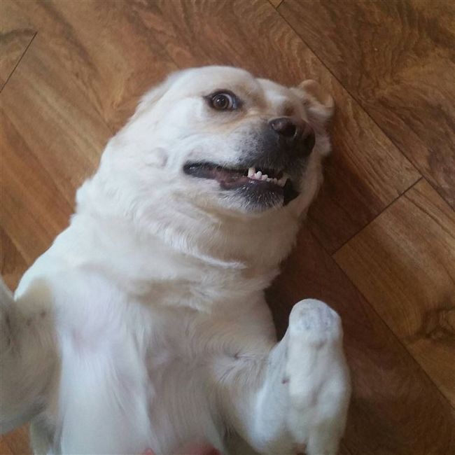 cachorros-selfie-11