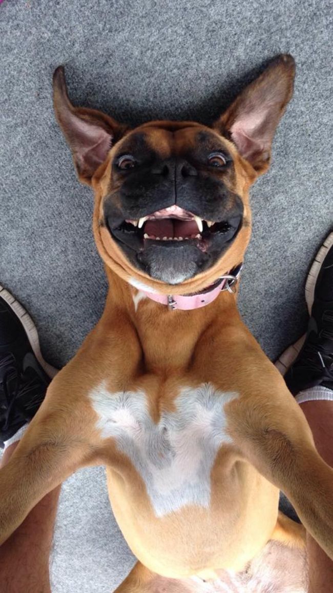 cachorros-selfie-9