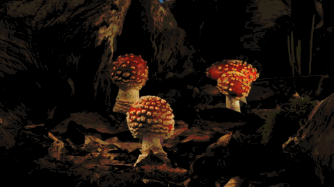 cogumelos-crescendo-3