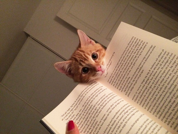 gatos-atrapalhando-leitura-1