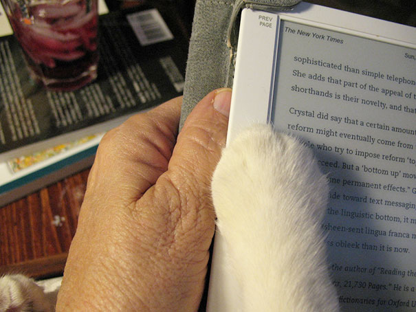 gatos-atrapalhando-leitura-12