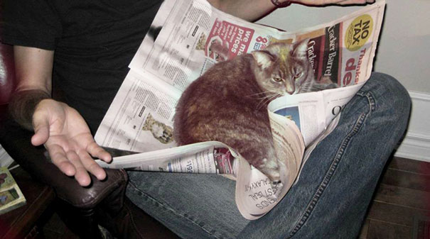 gatos-atrapalhando-leitura-14