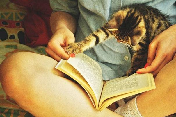 gatos-atrapalhando-leitura-17