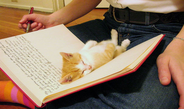 gatos-atrapalhando-leitura-2
