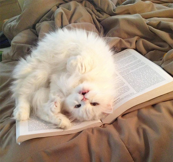 gatos-atrapalhando-leitura-3