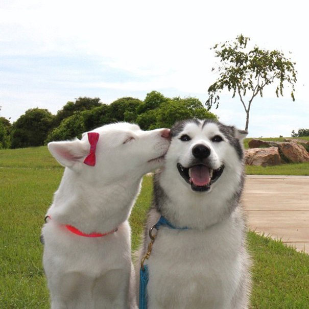 amizade-inseparável-dos-cães-1
