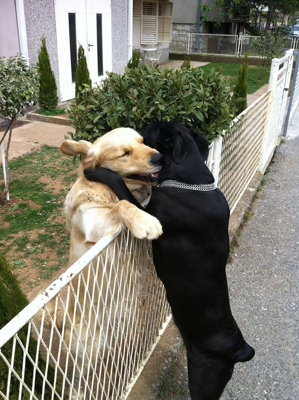 amizade-inseparável-dos-cães-15