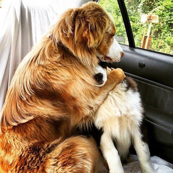 amizade-inseparável-dos-cães-2