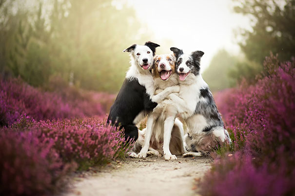 amizade-inseparável-dos-cães-7