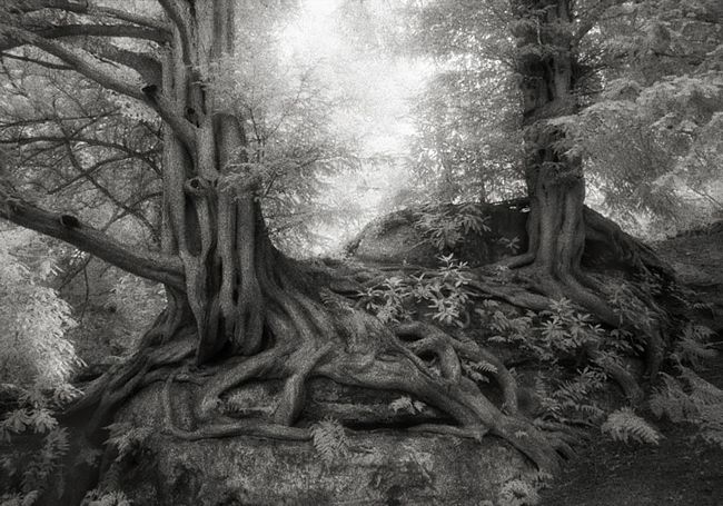 árvores-antigas-10
